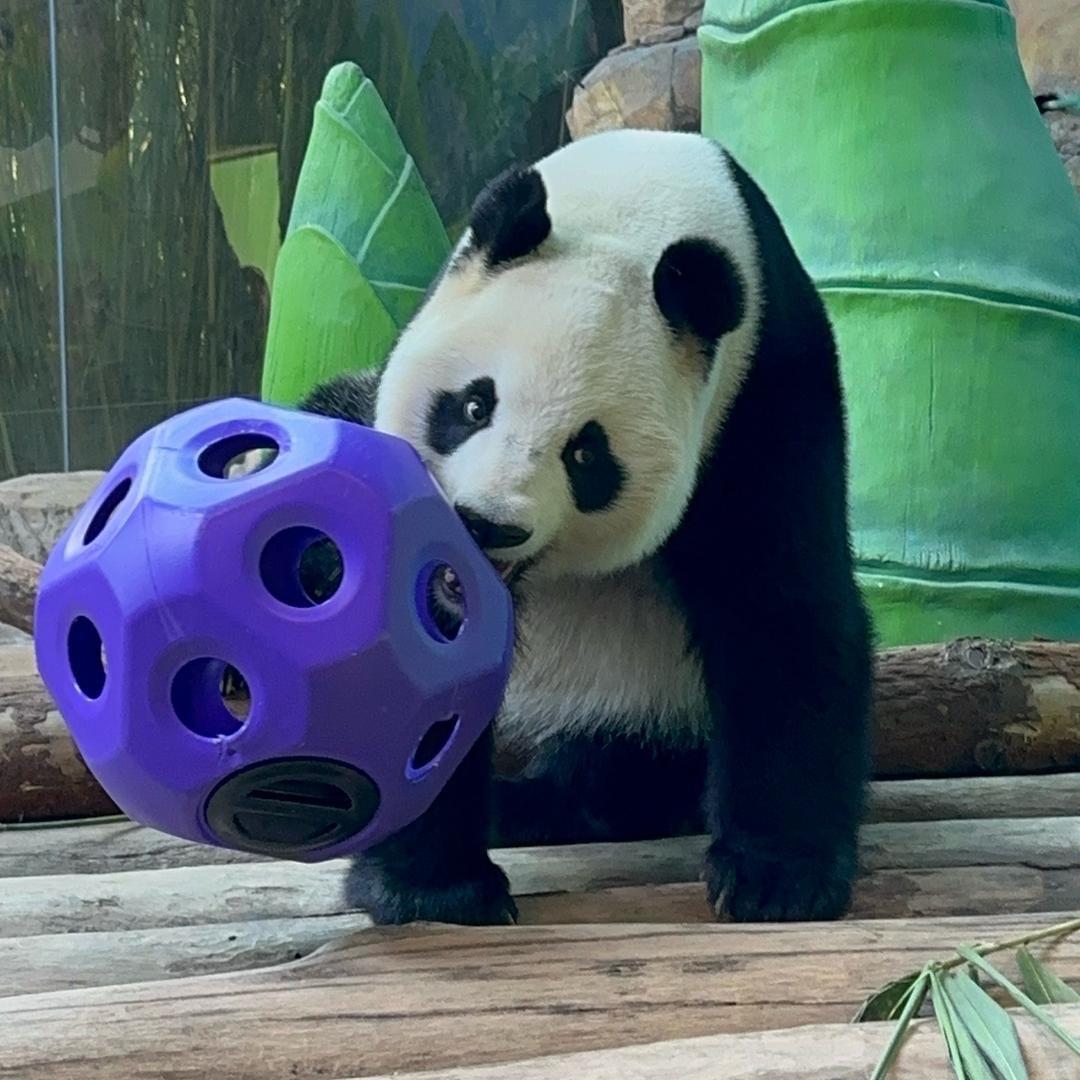 🐼霸气梅小垚🐦‍🔥🌈