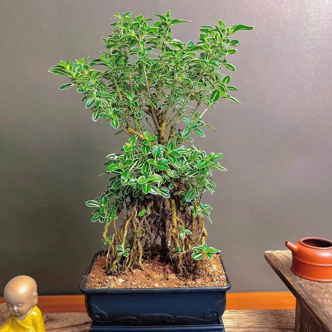 繁花集萃
