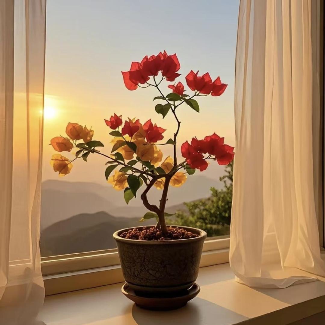 星月花卉✨