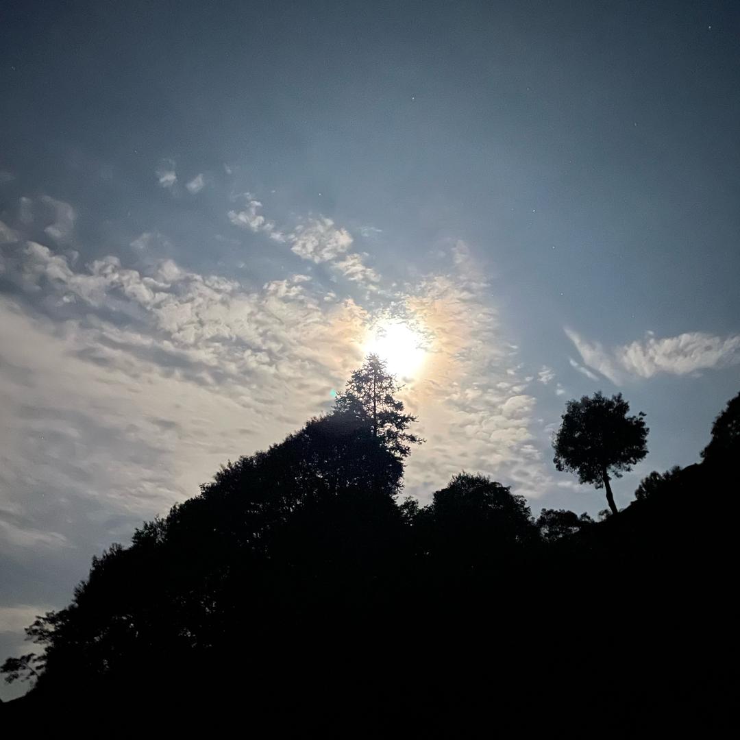 蓝龙虾