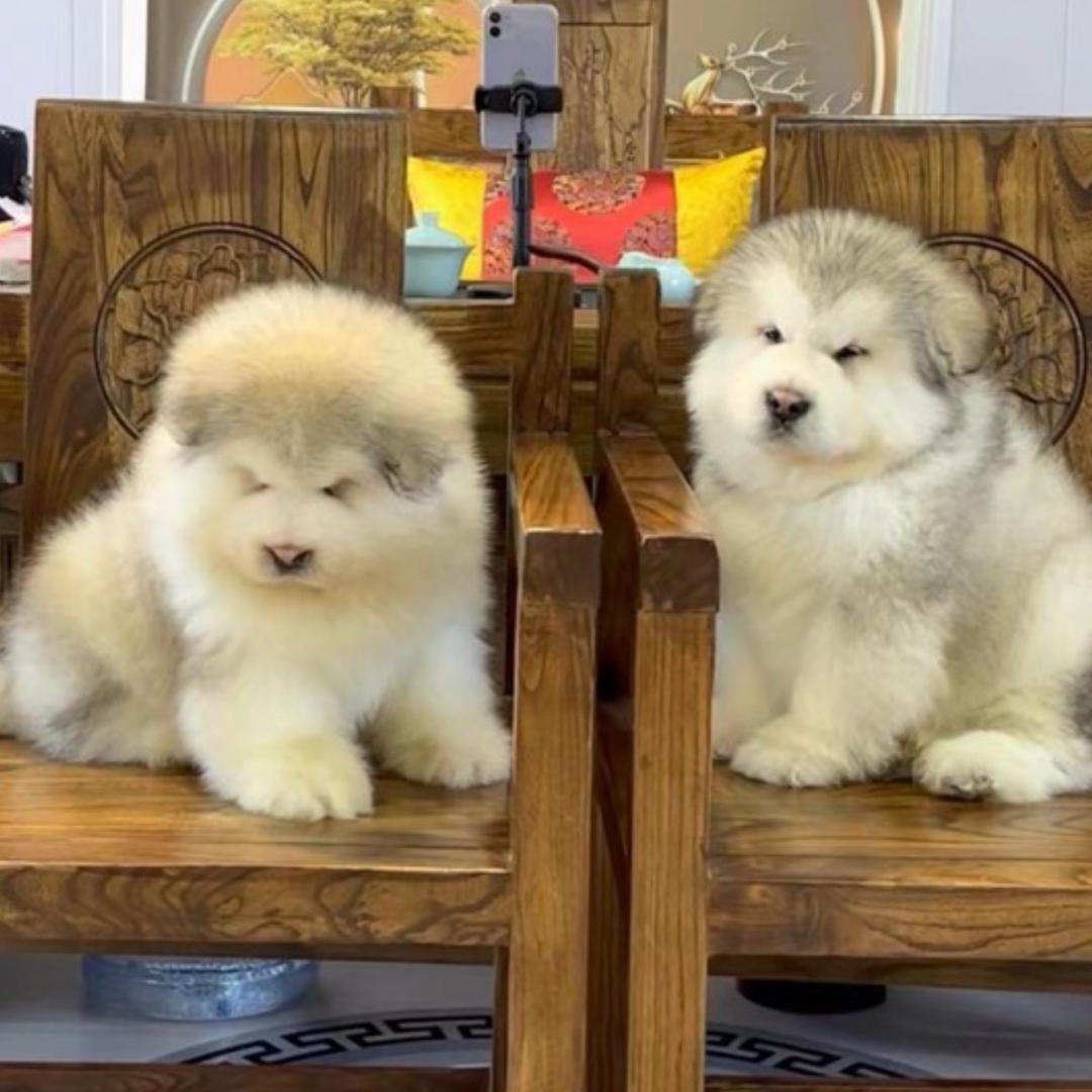 明杨精品阿拉斯加狗场