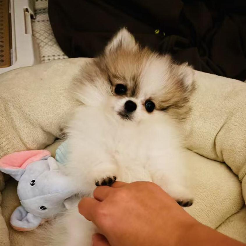 我的姐姐是希希