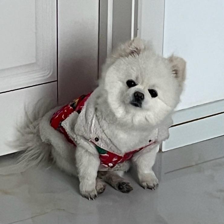 萌宠小博美