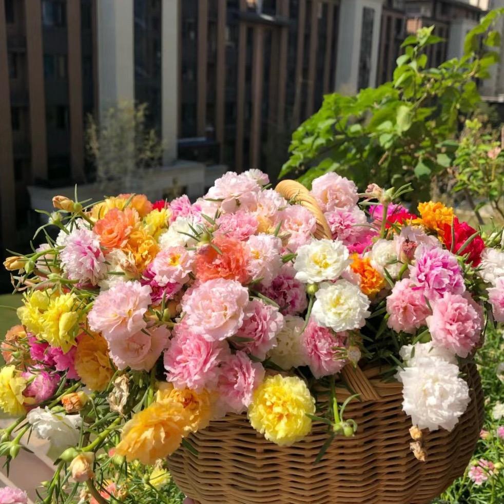 花懿花园艺