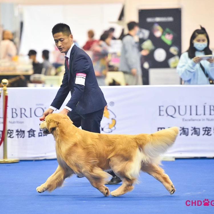 赏金“金毛”犬舍3⃣️