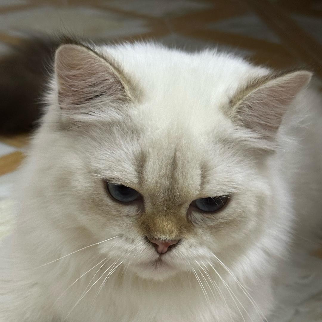 铲屎官别改我名！