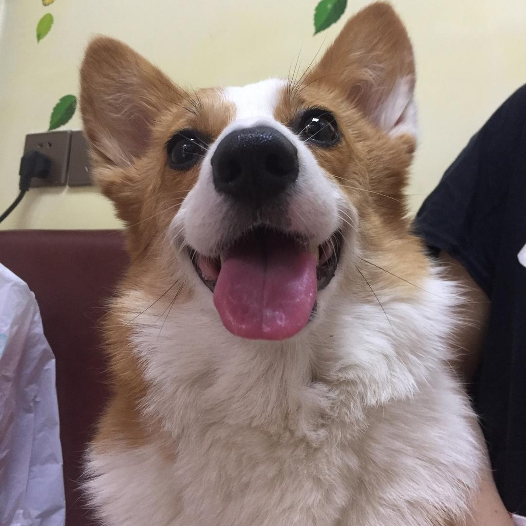 鹤龄