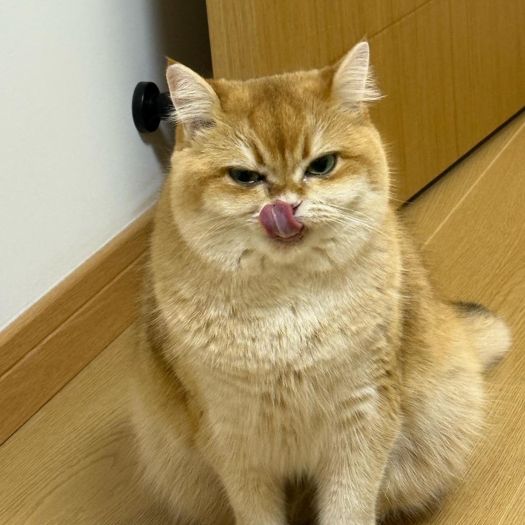 蛋黄小小π