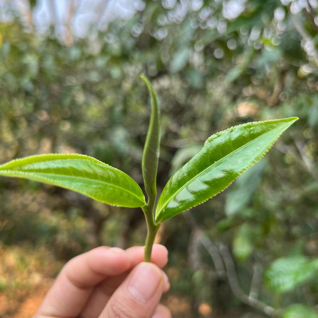澜普号昆明茗艺阁贸易有限公司茶叶专卖店