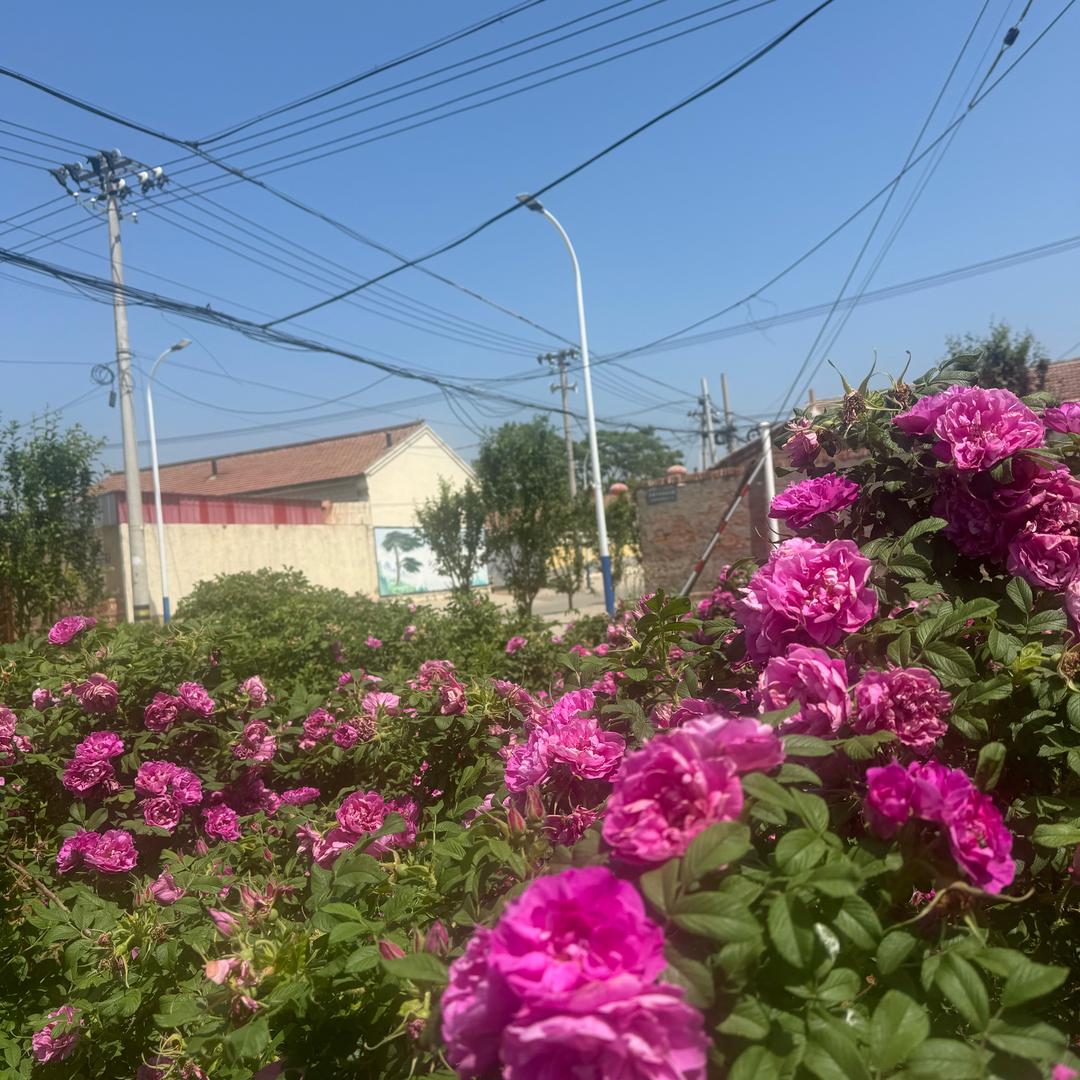 东安花社