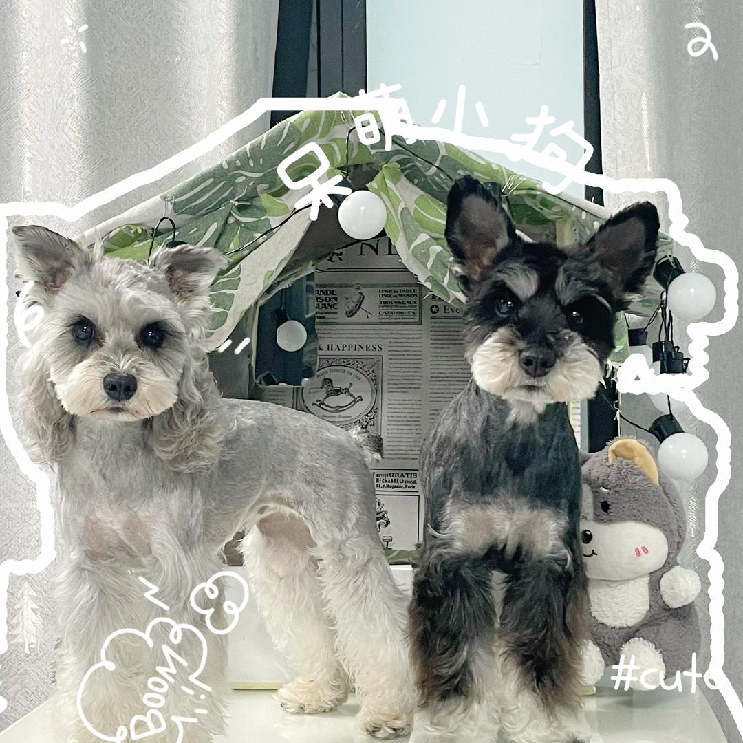 蜂窝煤球🐶！