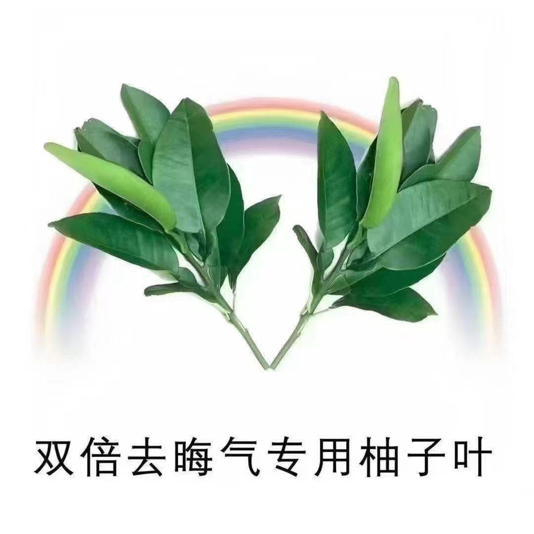 陈心如意🐻