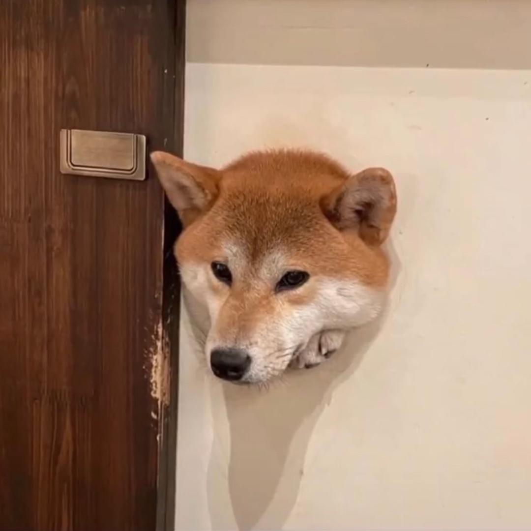 狗东西