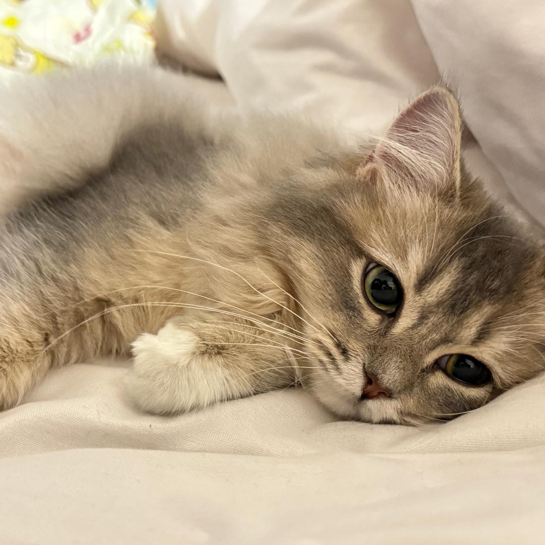 有只猫猫叫十五！