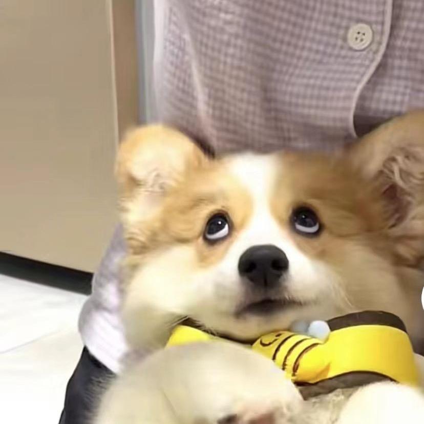 小乖.🐶