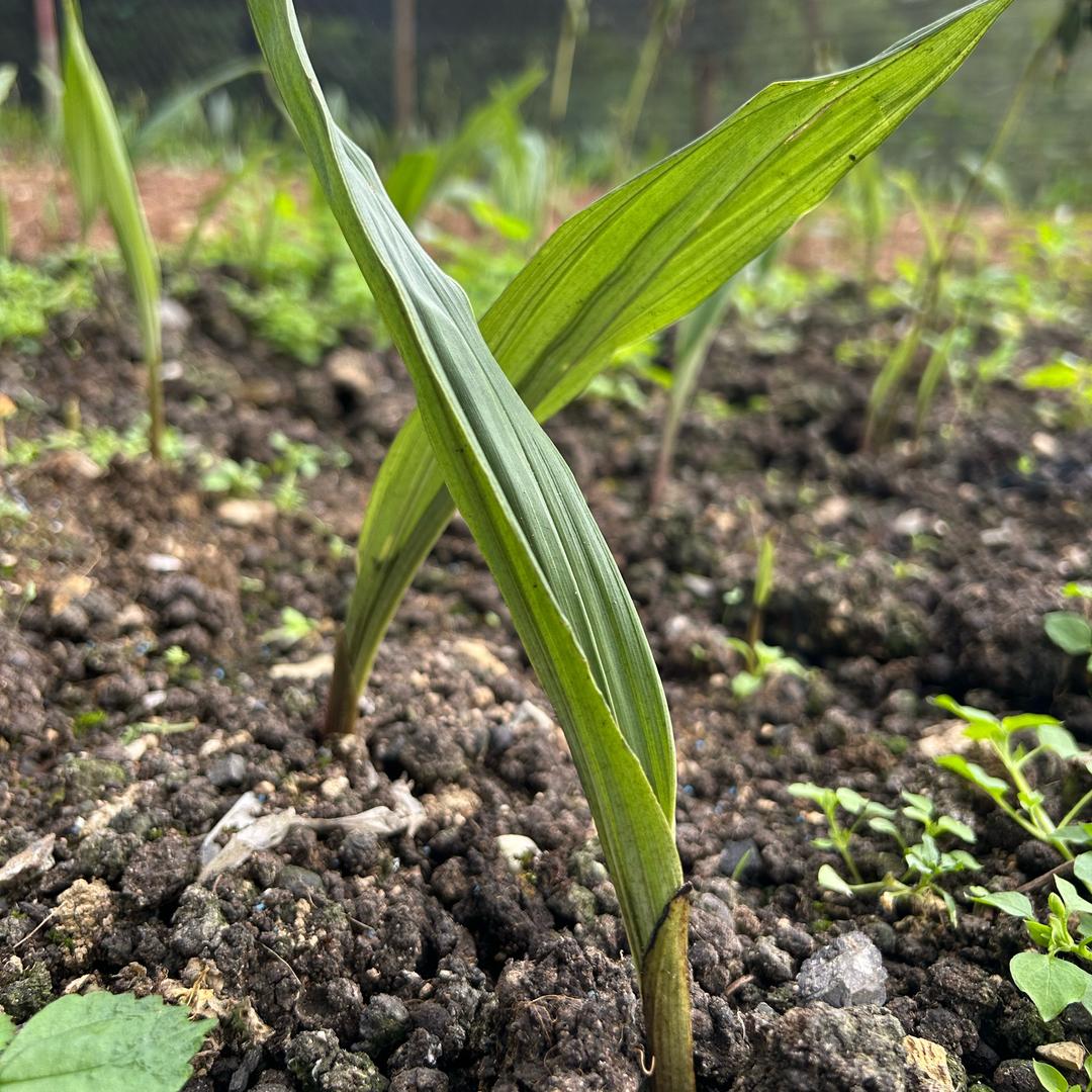 黔草毛慈菇种植