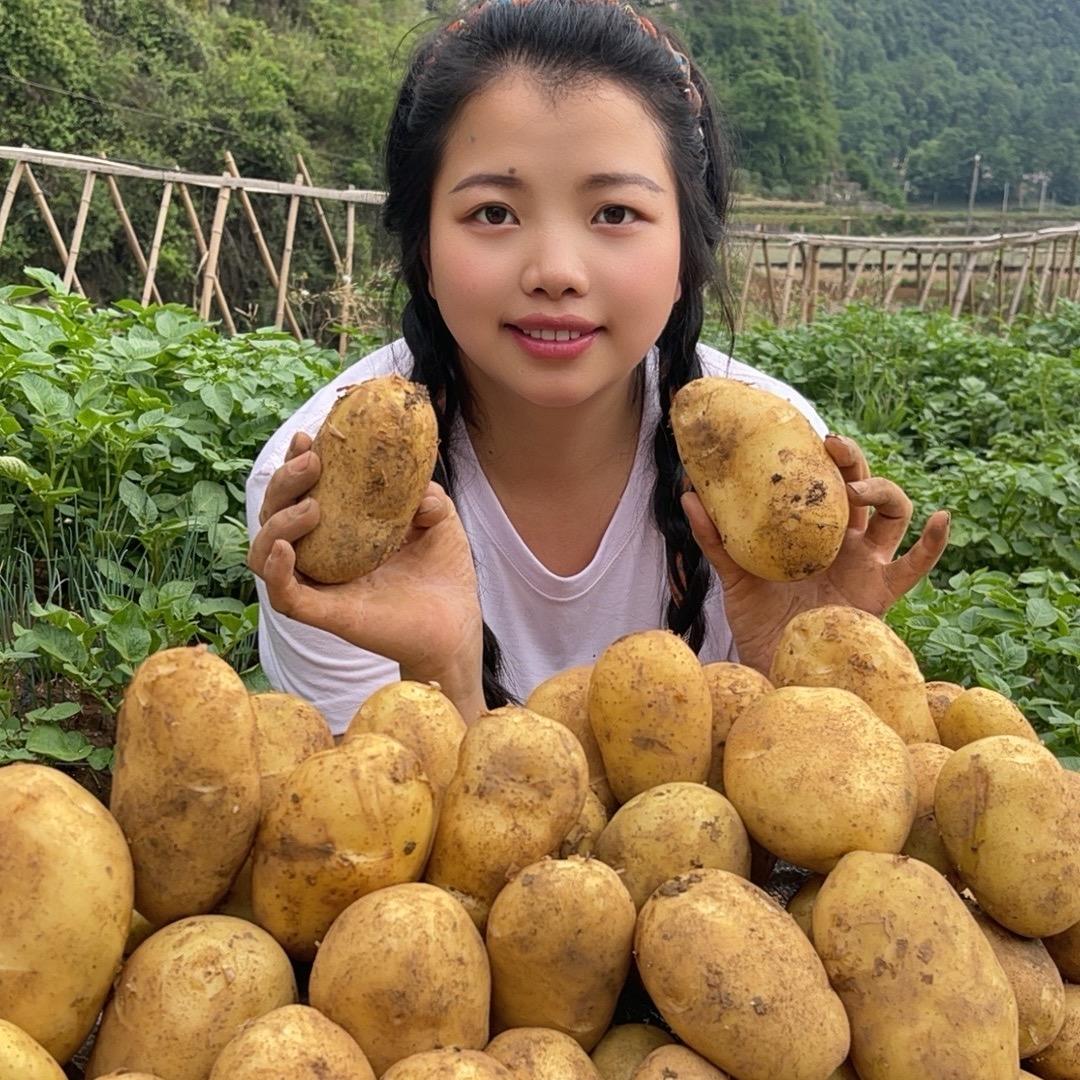 老品种洋芋