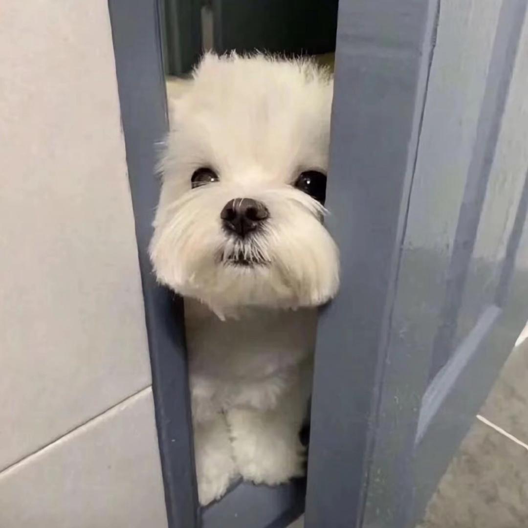 忆小棠