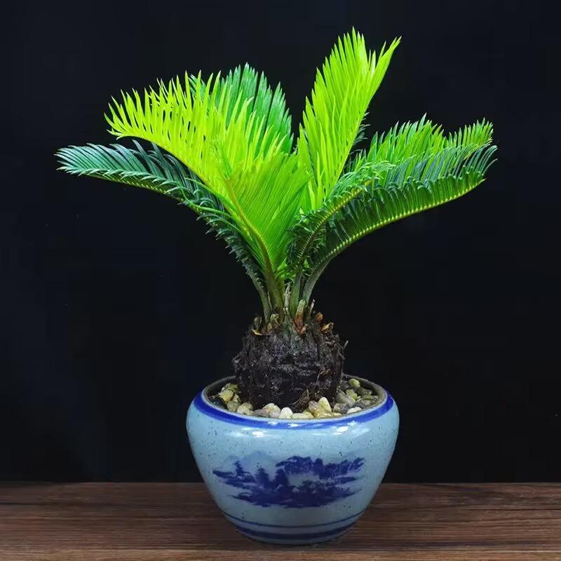 强哥铁树专卖
