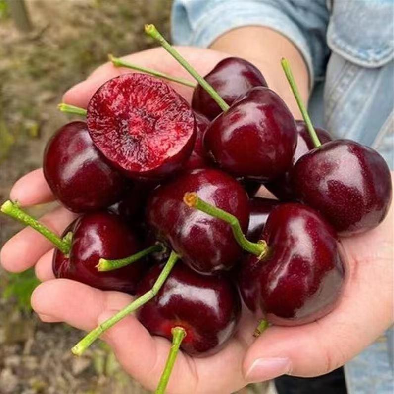 春狂洋予果树苗木专卖店