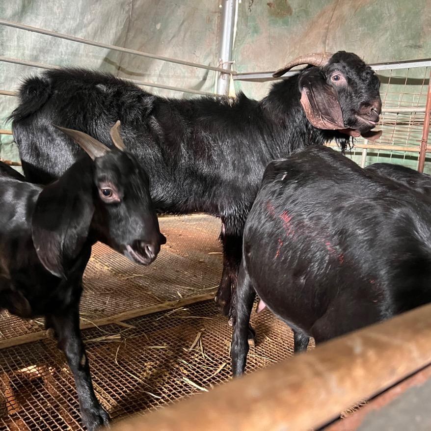 广西南宁石家黑山羊养殖场