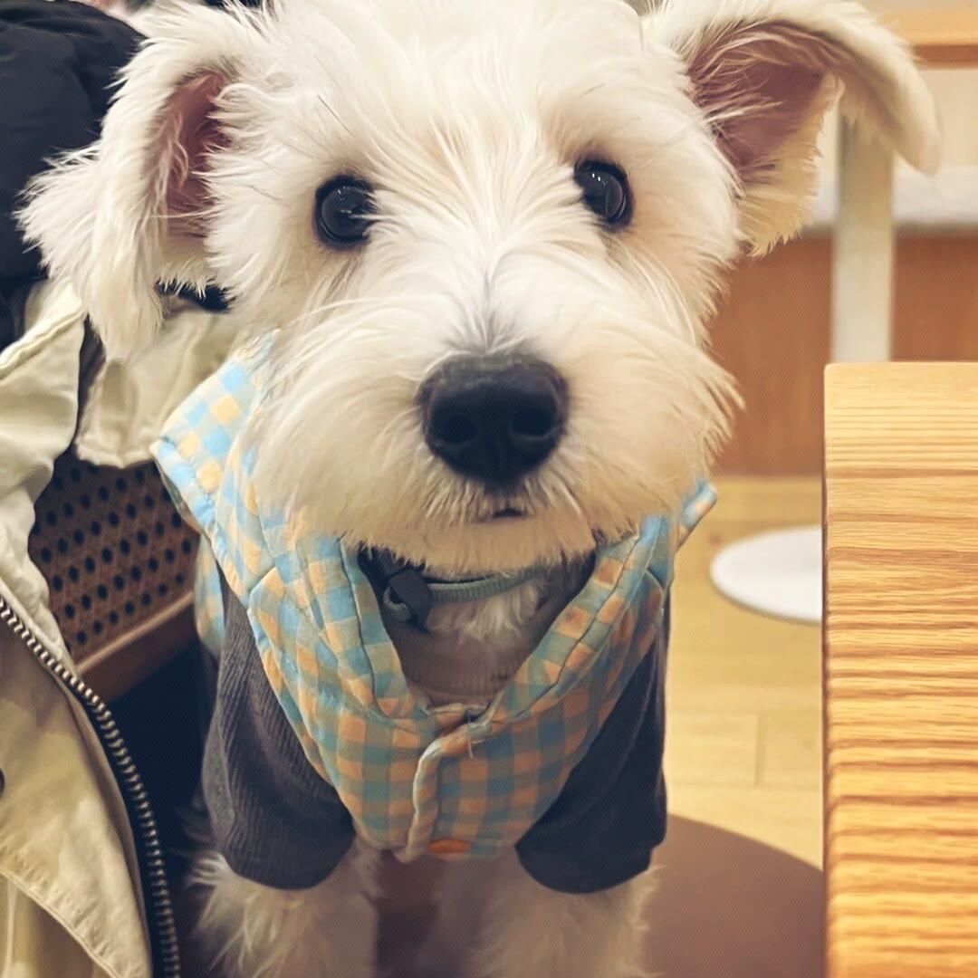 足球赛事直播号