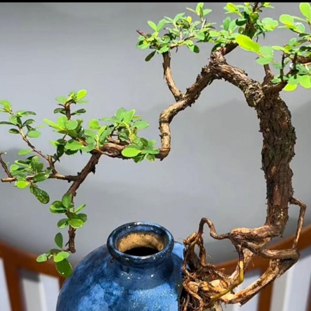 莎姐盆景园