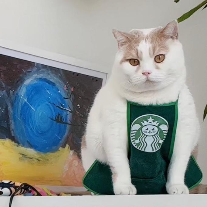 猪咪奶豆🐷
