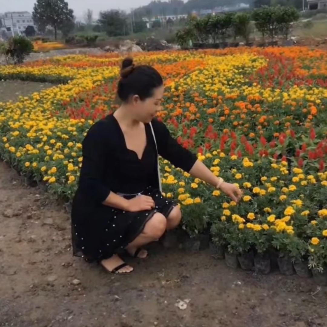 梅梅