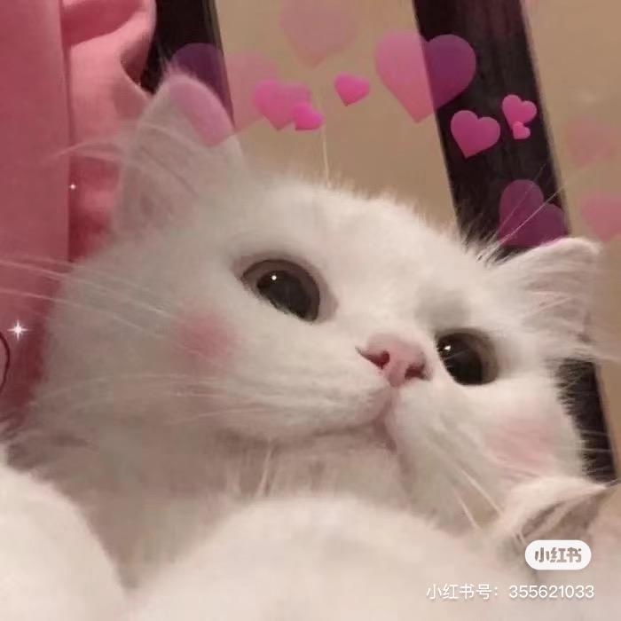 小宇131
