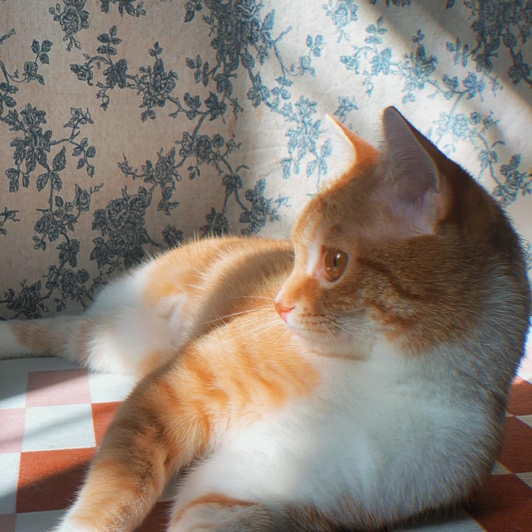 猫呢
