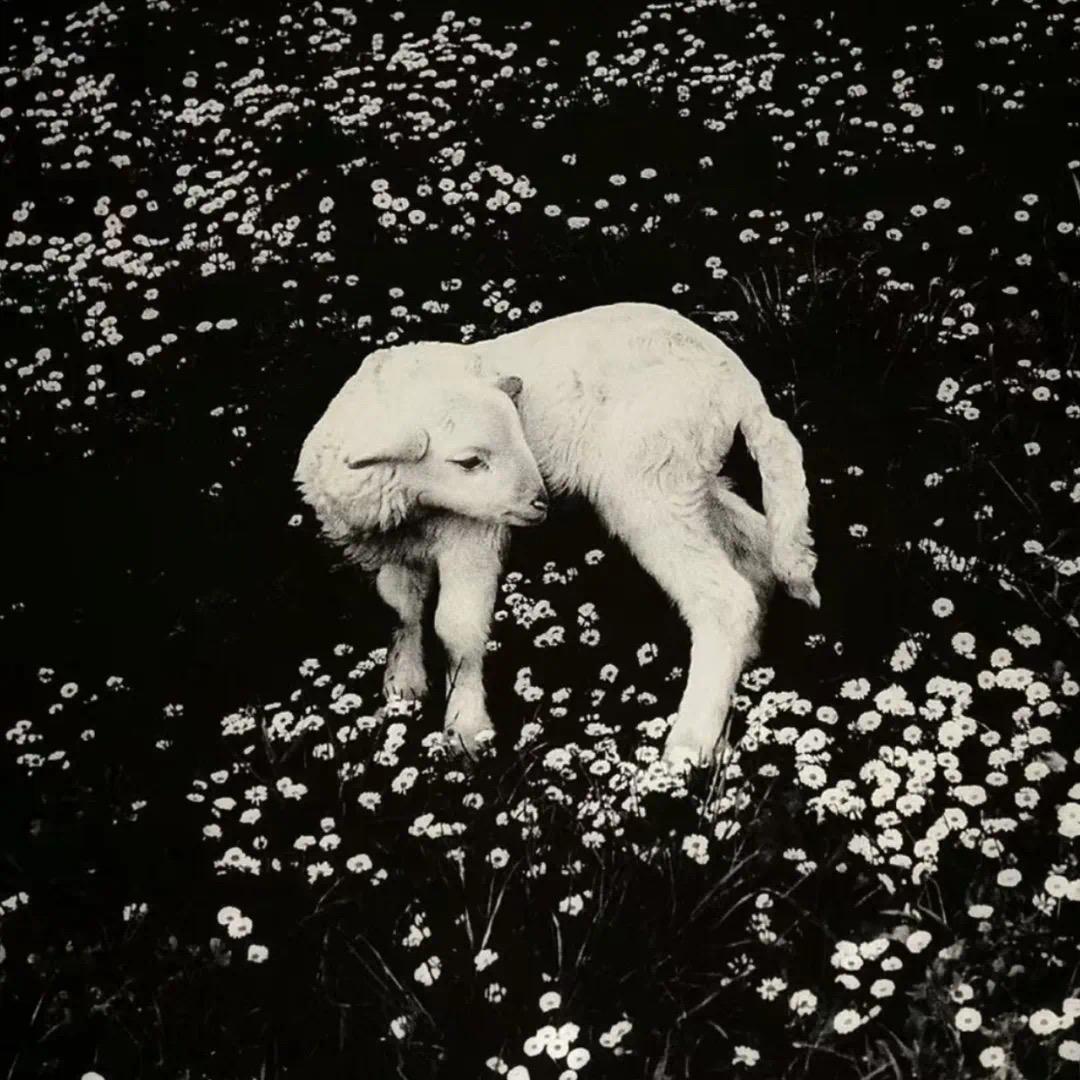 Kaia🤍（西太后版）