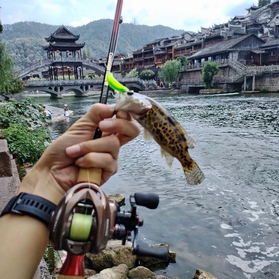 溪流路亚原生鱼