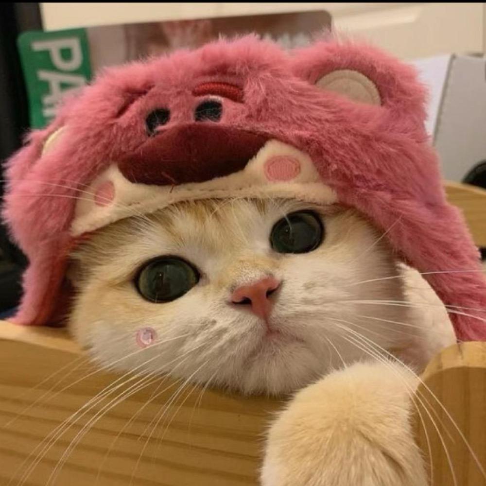 温暖～猫家