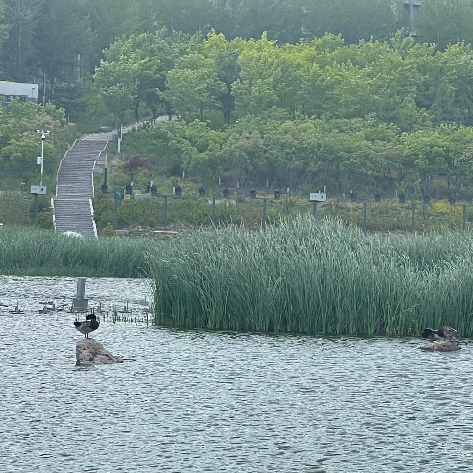 大灰狼