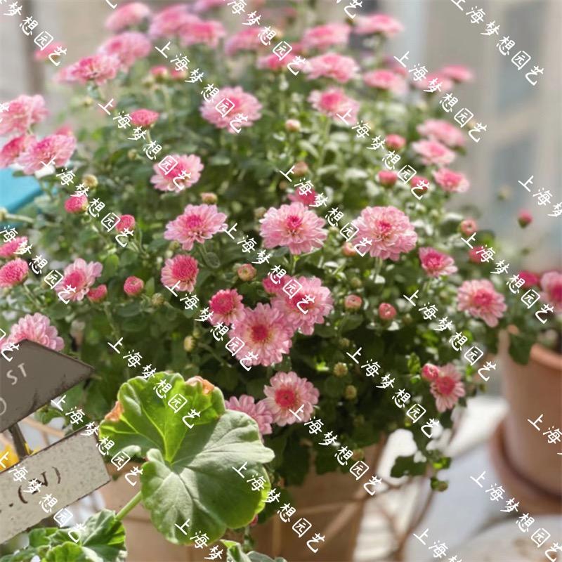 甜心的小花园