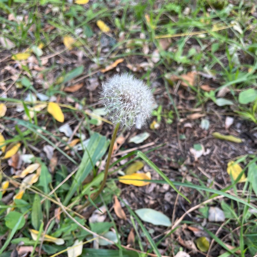 青岛老味道