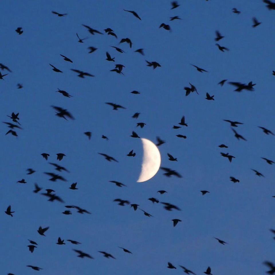 Moon