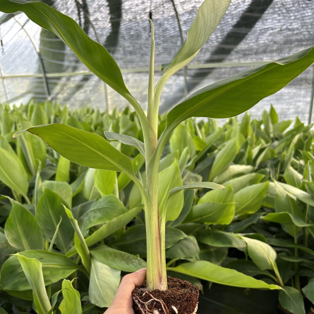 贝礼苗木专营店