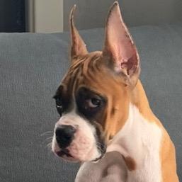 牛牛是只汪（拳师犬）