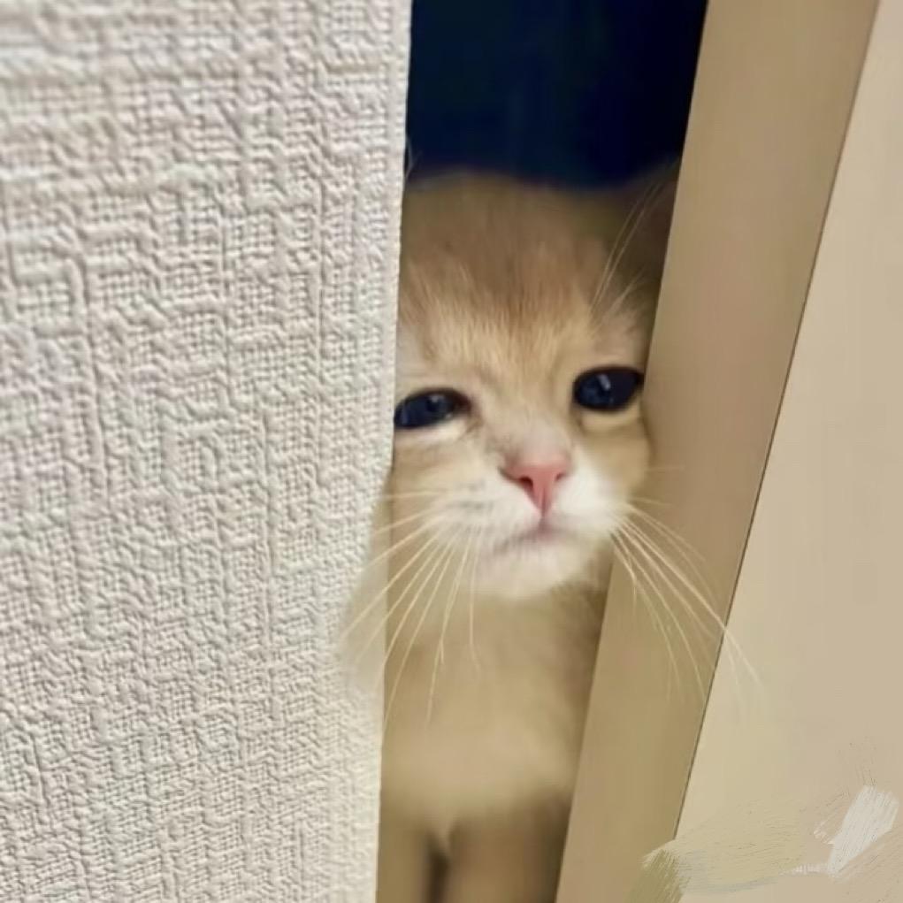 绿豆喵