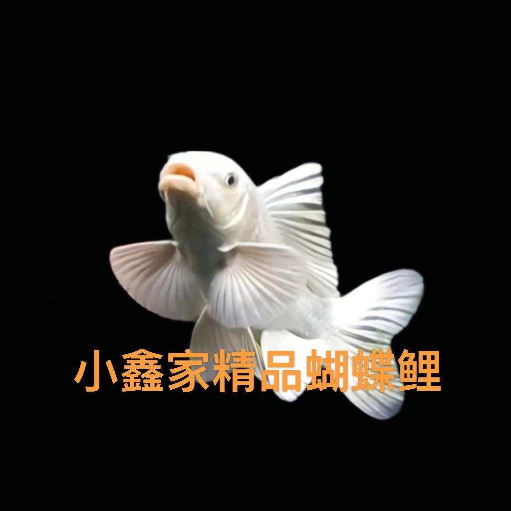 小鑫家精品蝴蝶鲤
