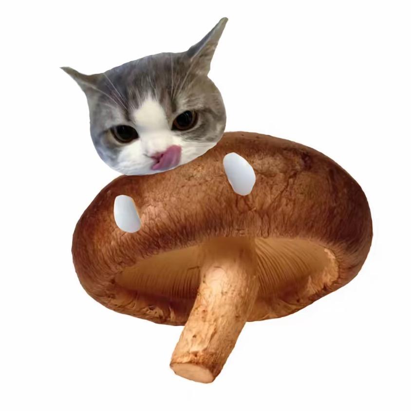 进击的猫咪🐾