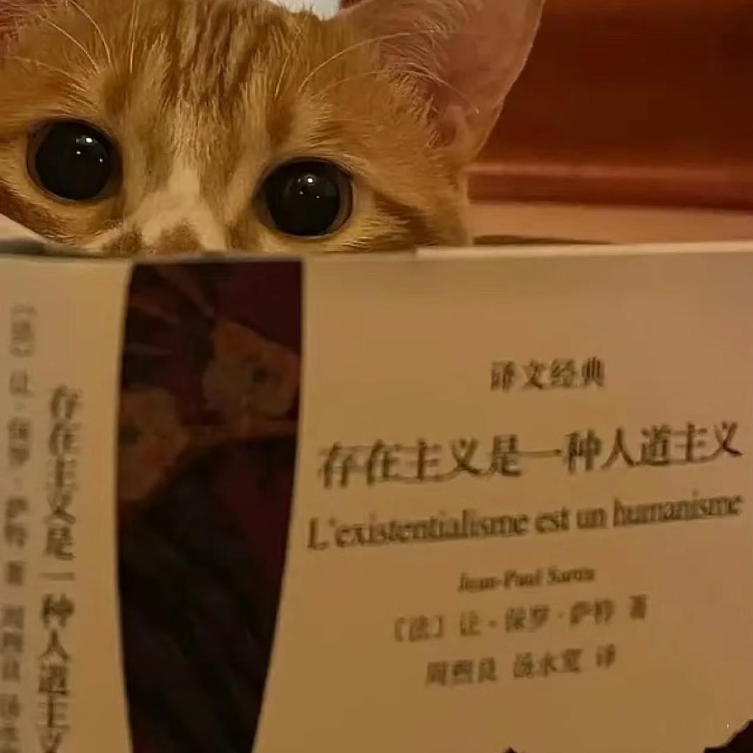 小猫领域