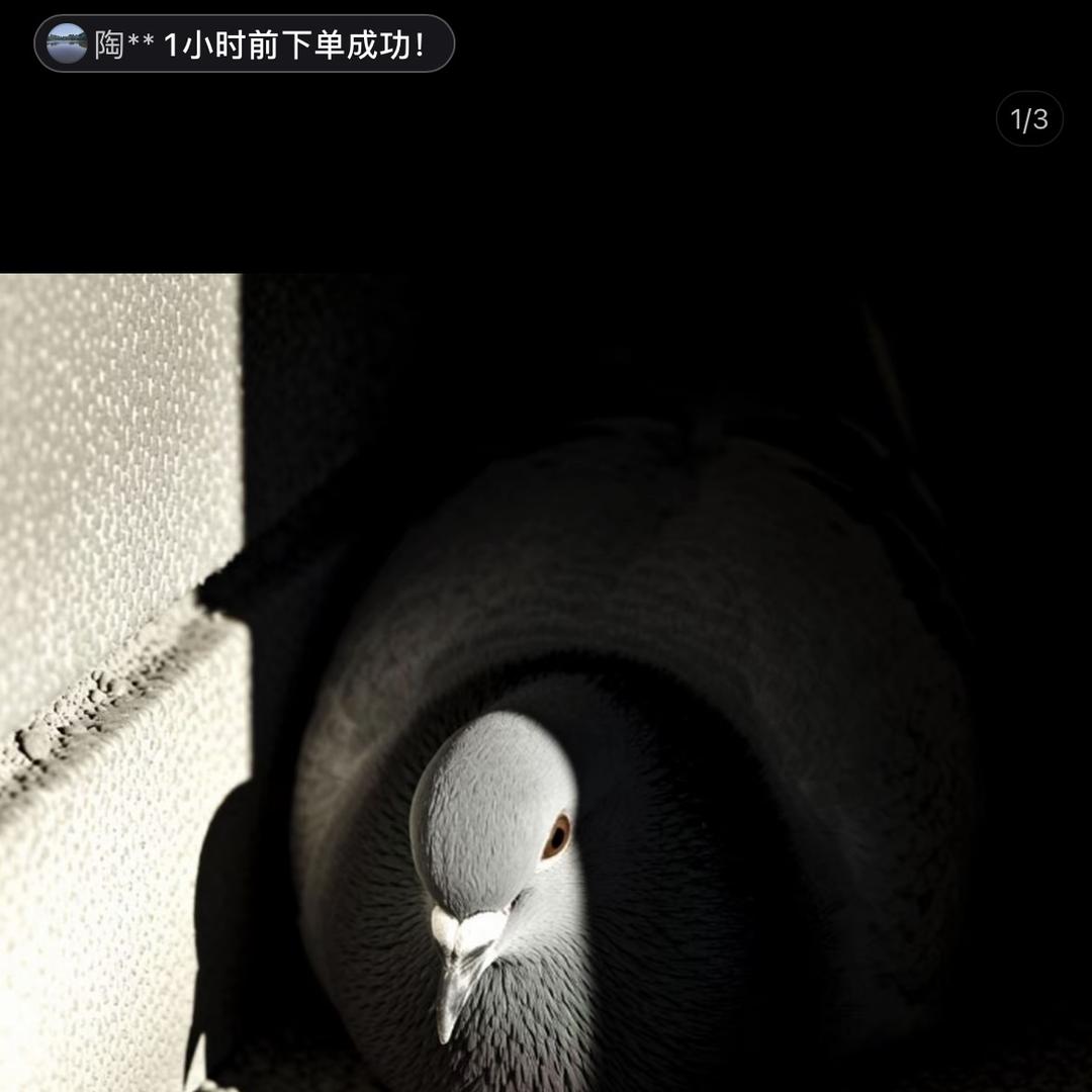 小罗鸽业（粤B）