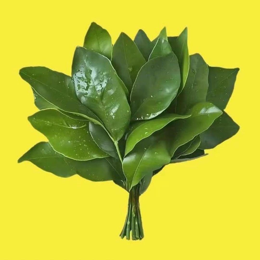 王王仙贝🧠