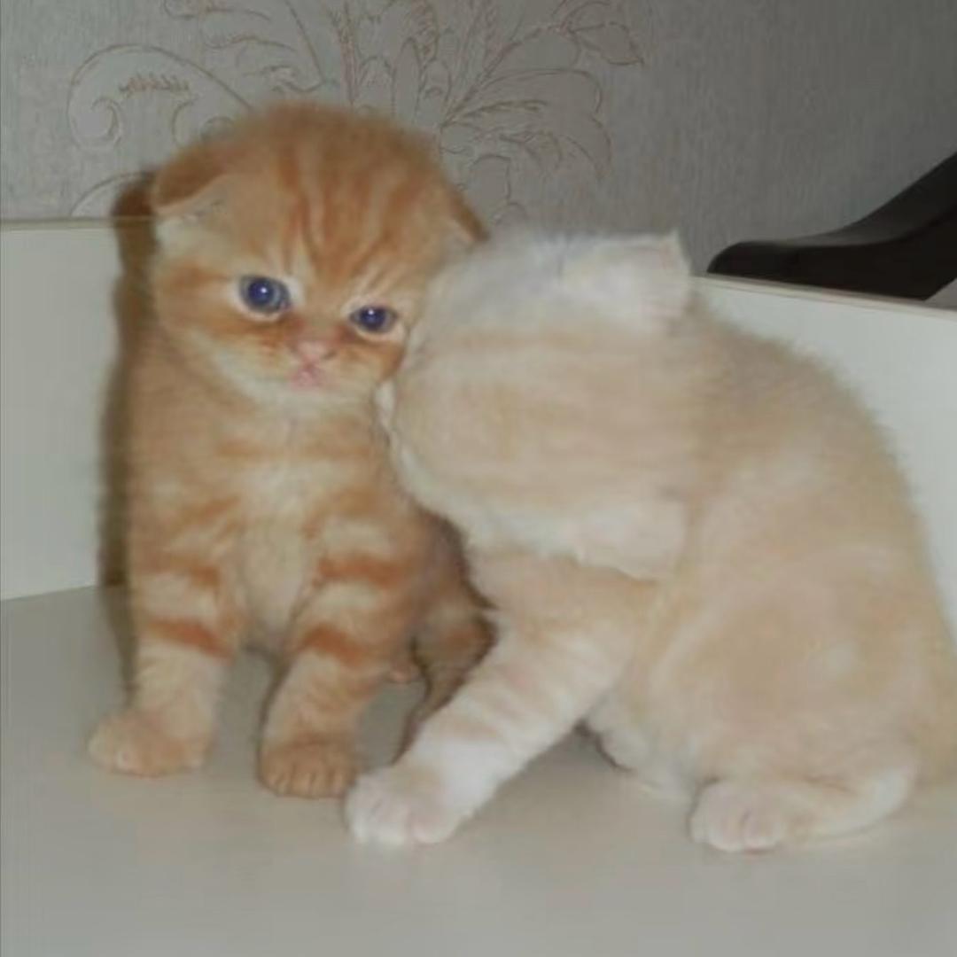 incatt
