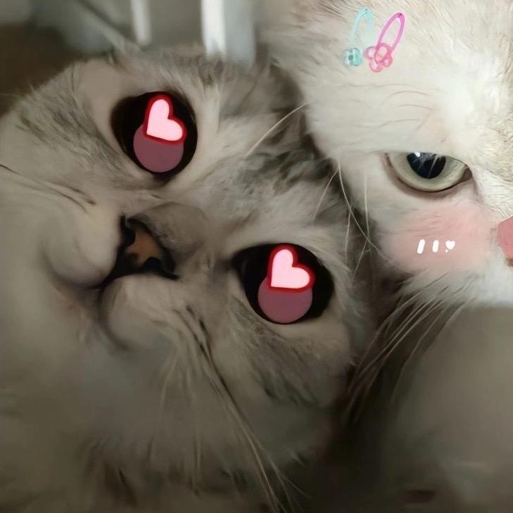 朝朝暮暮๓