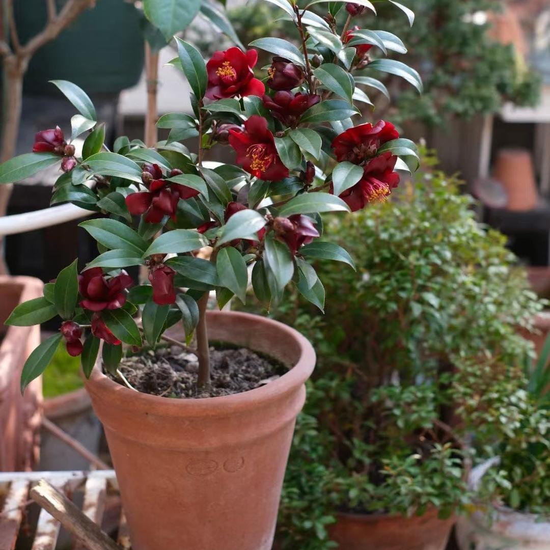 千家园品种茶花