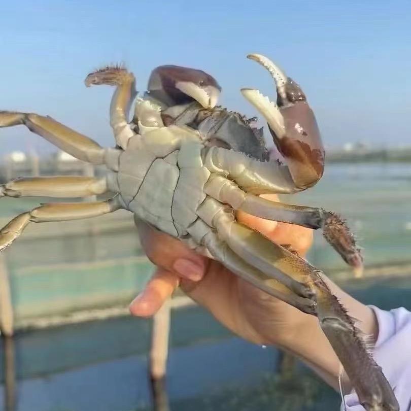 半斤大蟹阳澄小娘鱼